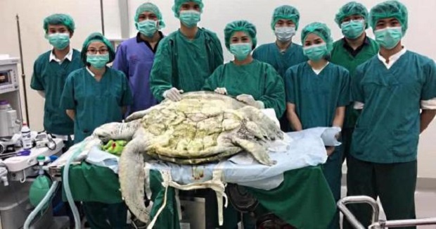 Chú rùa nuôi trong chùa 35 năm đột ngột qua đời: Bác sĩ chếṭ lặng khi mổ bụng con vật.