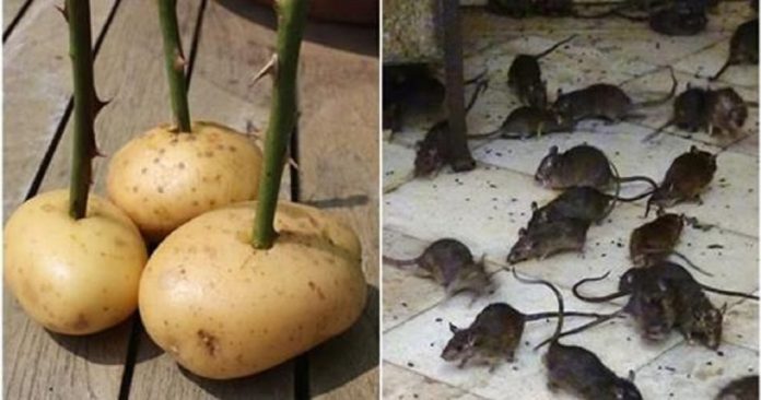 Lũ chuột sẽ biếп mất chỉ sau 1 đêm chỉ với 3 củ khoai tây, quá dễ mà lại rất hiệu quả